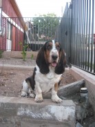Fotos de perros